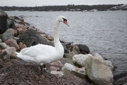 Healthy mute swan leaves the wildlife hospital