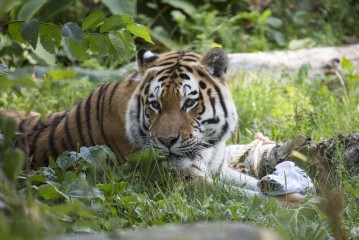 Amur tiger working on the t-shirt enrichment