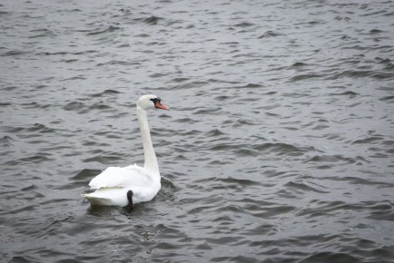 Healthy mute swan leaves the wildlife hospital