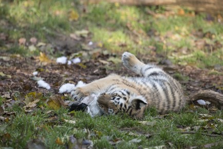 Amur Tiger Cub with new toy