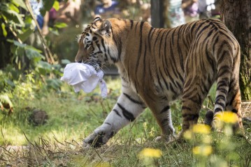 Proud Amur tiger with a t-shirt enrichment