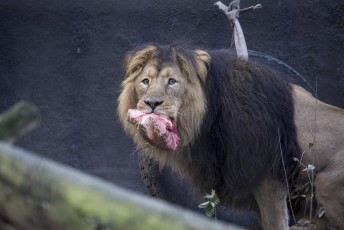Male lion eating.