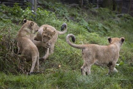 Asian Lion cubs fooling around.