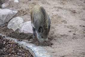 Wild sow searching for food