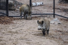 Young hogs in their new enclosure