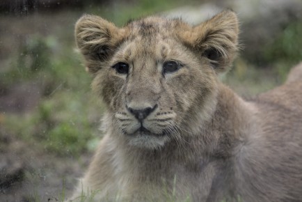 Asian Lion cub