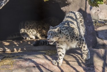 Snow leopard mother and cubs