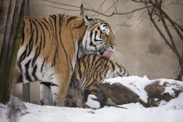 Amur Tiger Mother Licking her Cub