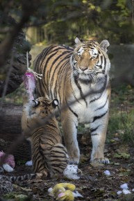 Amur Tiger Cub and her mother