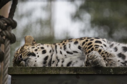 Amur Leopard Mother taking a nap