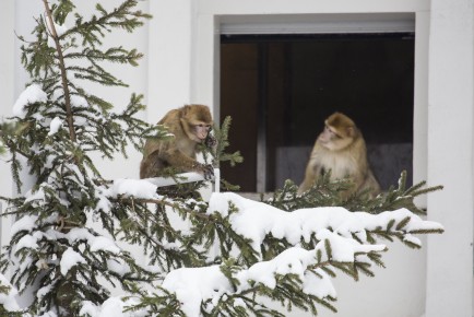 The new Barbary macaques getting familiar with the first snow