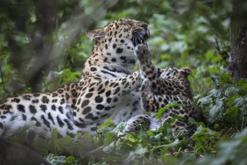 Amur Leopard Mother and cub fooling around!