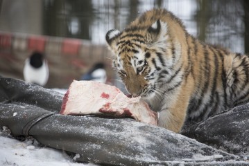 Amur Tiger Cub Eating