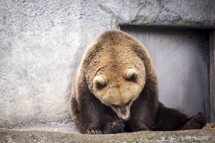Brown bear half-awake before hibernation