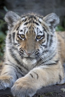 Amur Tiger Cub Isla