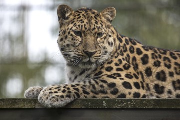 Amur Leopard Mother