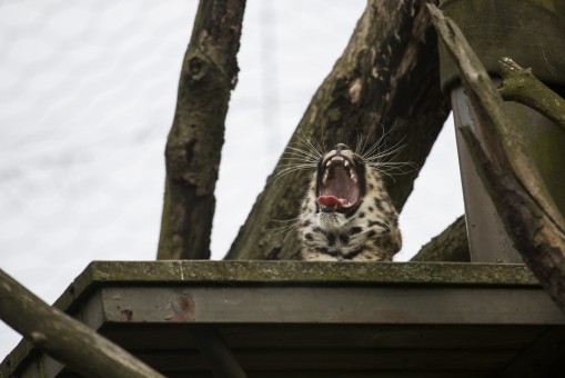 Amur Leopard Cub yawning