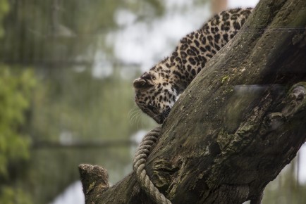 Amur Leopard Cub climbing from tree