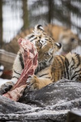 Amur Tiger Cub Eating Meat