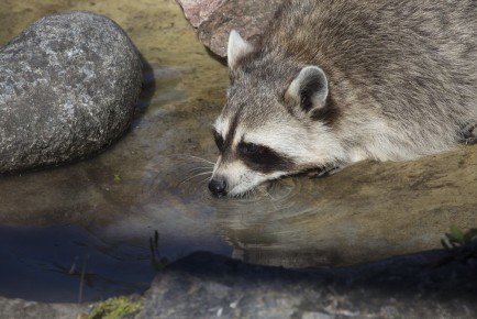 Raccoon drinks water after eating slugs