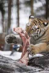 Amur Tiger Cub Eating Meat