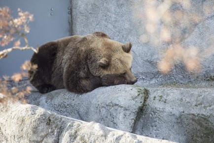 Bear is falling asleep