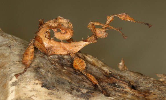 Australian Stick Insect