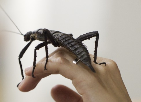 Giant Spiny Stick Insect on a hand