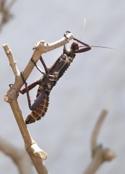 Giant Spiny Stick Insect climbing