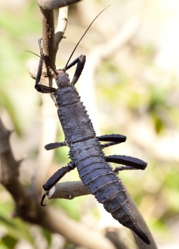 Giant Spiny Stick Insect