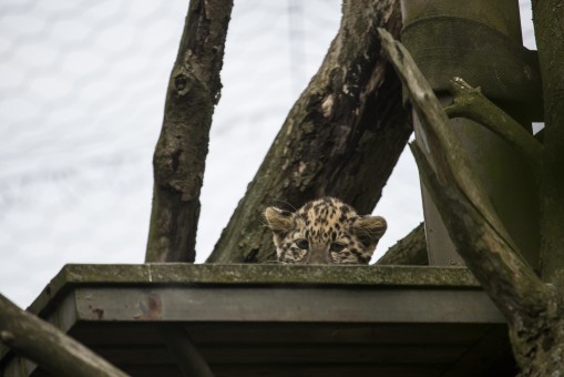 Amur Leopard Cub over five metres above the ground