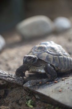 Eastern Hermann’s tortoise