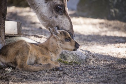 The first European forest reindeer fawn on 8th May