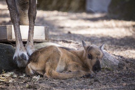 The first European forest reindeer fawn on 8th May