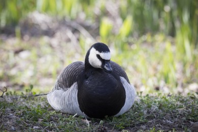 Barnacle geese nesting
