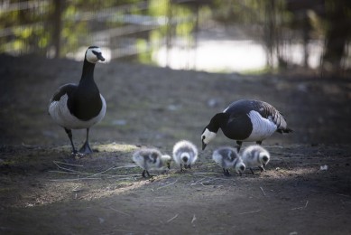 Barnacle goose family