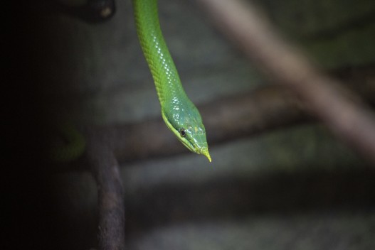 Vietnamese Longnose Snake