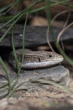 Round-nosed plated lizard