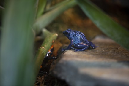 Blue poison arrow frog
