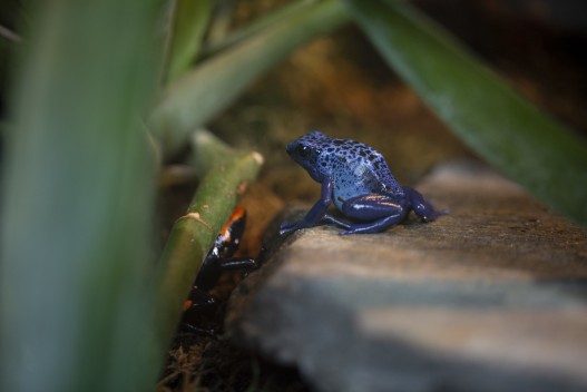 Blue poison arrow frog