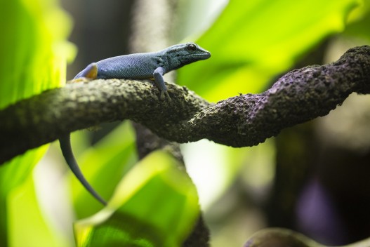 Turquoise dwarf gecko (male)