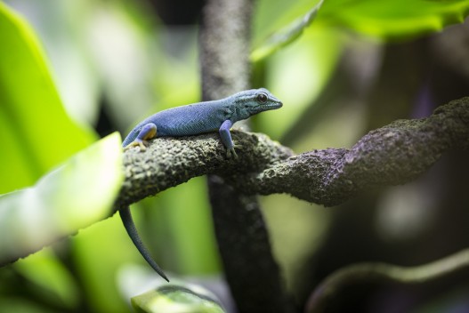 Turquoise dwarf gecko (male)