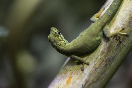 Turquoise dwarf gecko (female)