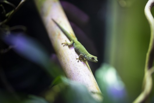 Turquoise dwarf gecko (female)