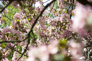 Cherry blossoms in Korkeasaari zoo (Prunus sp.)