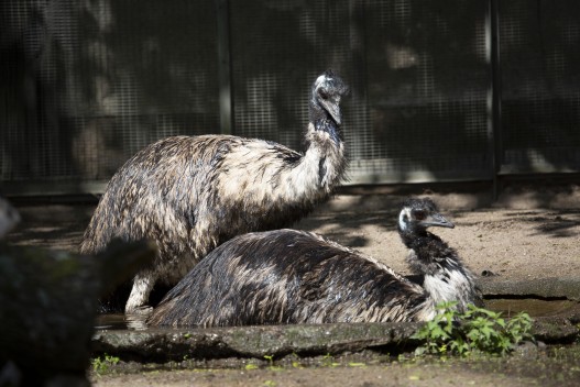 Emus bathing