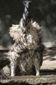 Emu bathing