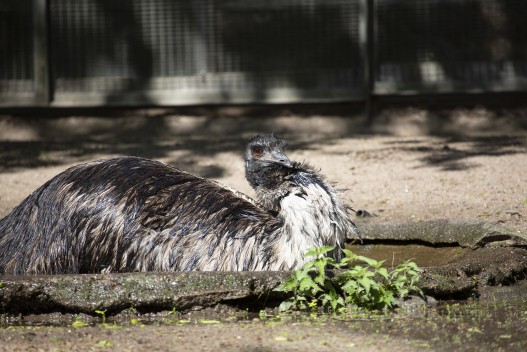 Emu bathing