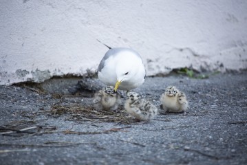 Common gull with hatchlings