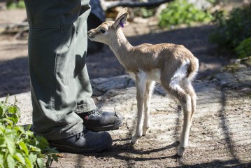 Persian gazelle fawn with zookeeper